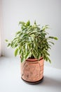 Ficus benjamina kinky in a pot over white background.