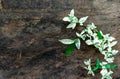 Ficus benjamina L. var. variegate. And old wooden surface.