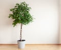 Ficus benjamina large green houseplant with long braided stem