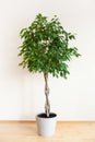 Ficus benjamina large green houseplant with long braided stem