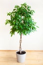 Ficus benjamina large green houseplant with long braided stem