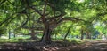 Ficus benjamina with long branches in botanical Garden, Kandy