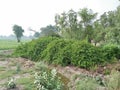 FICUS BENJAMINA MENIQUE Royalty Free Stock Photo