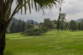 Ficus benjamina in Peradeniya Botanical Gardens