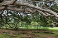 Ficus benjamina