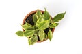 Ficus benjamina in pot Royalty Free Stock Photo