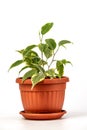 Ficus benjamina in pot Royalty Free Stock Photo