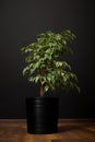 Ficus benjamina in pot. Houseplant weeping fig, benjamin fig, ficus tree Royalty Free Stock Photo