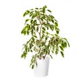 Ficus Benjamina in a pot isolated on white background. A variegated home tree for a modern interior Royalty Free Stock Photo