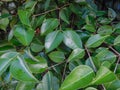 The green leaves of a fig tree