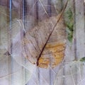 a ficus bodhi leaves