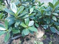 Ficus bonsai plant looking just beautiful