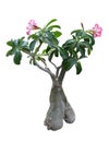 Ficus bonsai potted plants