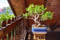 Ficus Bonsai Tree