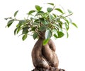 ficus bonsai with white background Royalty Free Stock Photo