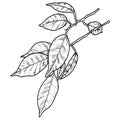 Ficus branch with decorative leaves on a transparent background, monochrome illustration, line