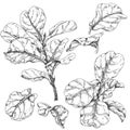 Ficus branches and leaves sketch