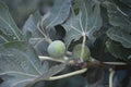 Unripe figs in a tree