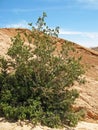 Wild fig tree in dry mountains of Iranian desert , Ficus carica