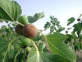 Ficus carica branch with figs Royalty Free Stock Photo