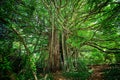 Ficus citrifolia tree, also known as the shortleaf fig Royalty Free Stock Photo