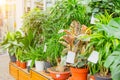 Ficus, dracaena, schefflera sansevieria and other indoor plants in a greenhouse flower shop