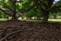 Ficus drupacea roots in Royal Botanical Gardens in Peradeniya, Sri Lanka Royalty Free Stock Photo