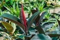 Ficus elastic burgundy rubber plant closeup