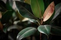 Ficus elastic plant indoor house. Generate Ai