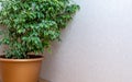 Ficus elastica in a brown pot with green leaves against a white wall Royalty Free Stock Photo