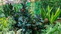 Ficus elastica burgundy rubber plants in nursery for sale