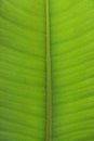 Ficus elastica leaf close-up