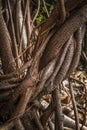 Ficus elastica multiple aerial and buttressing roots a close-up Royalty Free Stock Photo