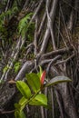 Ficus elastica multiple aerial and buttressing roots close-up Royalty Free Stock Photo