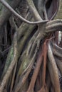 Ficus elastica multiple aerial and buttressing roots close-up Royalty Free Stock Photo