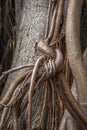 Ficus elastica multiple aerial and buttressing roots close-up Royalty Free Stock Photo