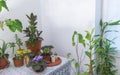 Ficus Elastica and Other Indoor Tropical Plants: A Guide to Adding Beauty and Serenity to Your Home concept