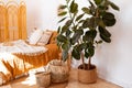 Ficus elastica plantrubber tree in boho bedroom interior