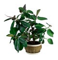 Ficus elastica in a pot isolated on a white background. House plant. Rubber plant. Pot with ficus