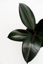 Ficus elastica, rubber fig leaves isolated white background with copy space Royalty Free Stock Photo