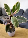 Ficus elastica ruby (rubber tree), Rubber plant