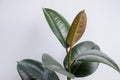 Ficus elastica tree with white background