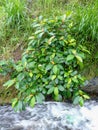 Ficus fistulosa Above the Stream