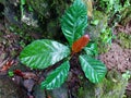 Moist Leaf of Ficus Fistulosa taken after Heavy Rain