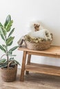 A ficus flower and a basket with cozy plaid on a wooden bench in a bright room