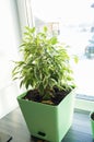 Ficus flower in green pot