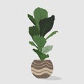 ficus flower illustration graphic element for poster