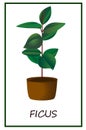 Ficus, flower in a pot, plant in a pot, evergreen, indoor flower