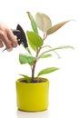 Ficus flower in a pot and spray gun in hand Royalty Free Stock Photo