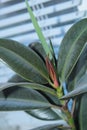 Ficus flowerpot photographed close up